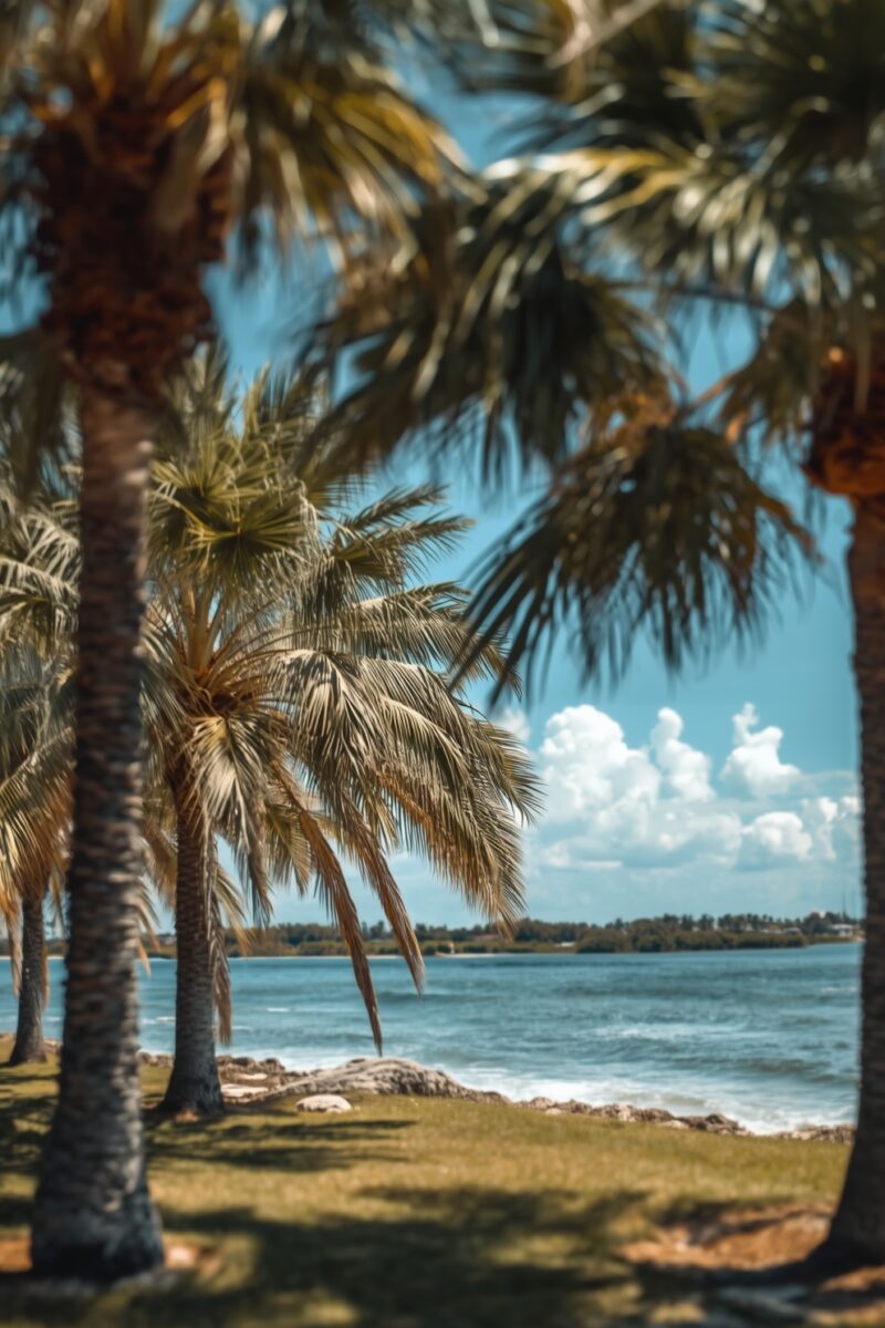 Tropical palm trees lining a sunny shoreline with blue water, white clouds, and green grass in the foreground