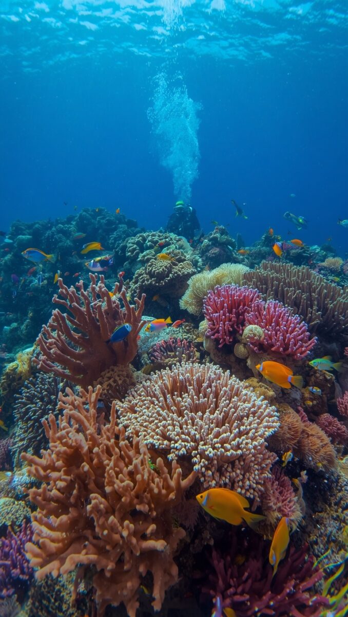Scuba diver above vibrant coral reef with orange, pink corals and tropical fish in clear blue ocean water