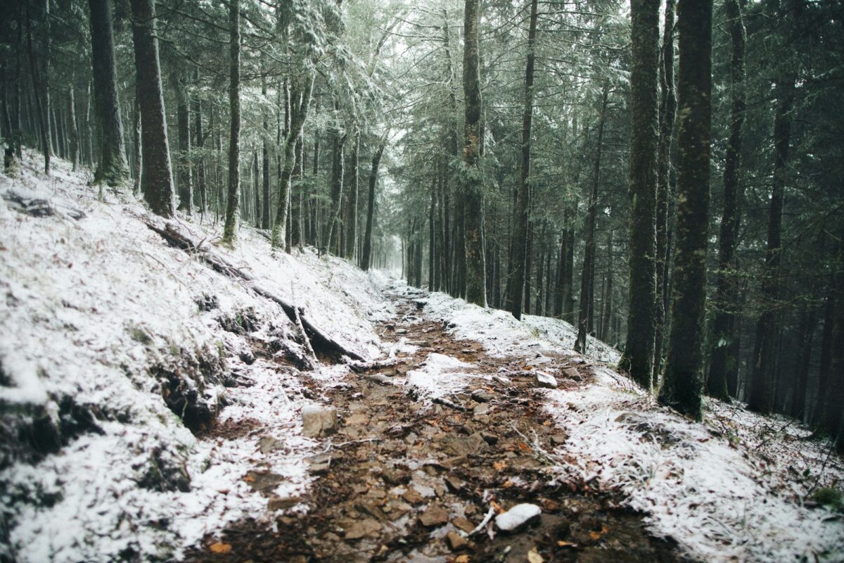 A rocky trail through a snowy conifer forest in Great Smoky Mountains National Park