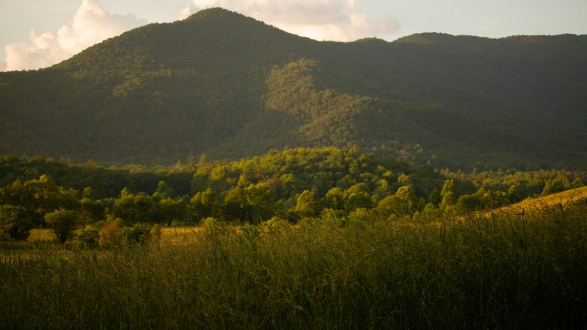 An open grass field at Cades Cove with a tree line and a mountain behind in evening light