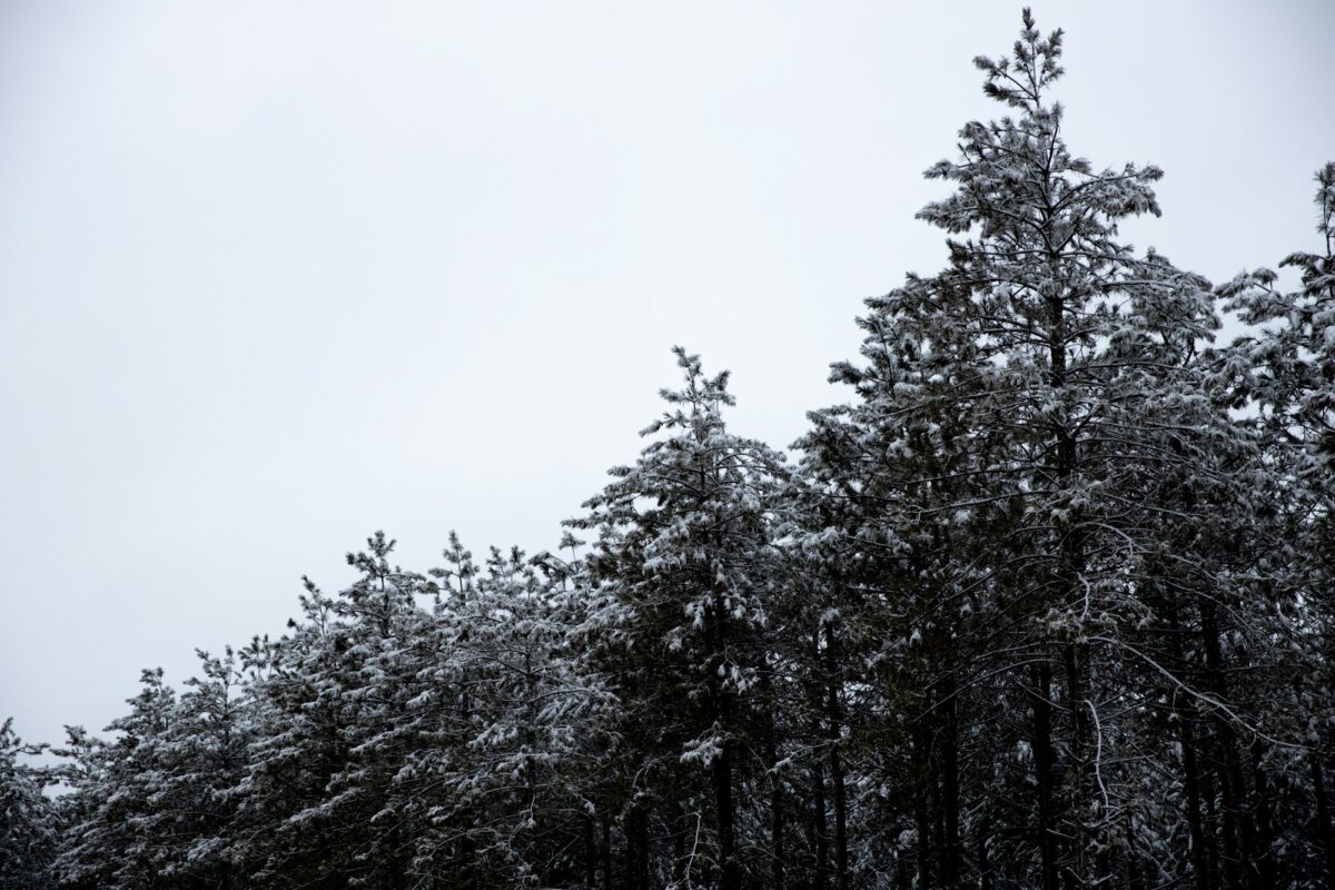 Snow-covered pine treetops under a gray winter sky near Wisconsin Dells