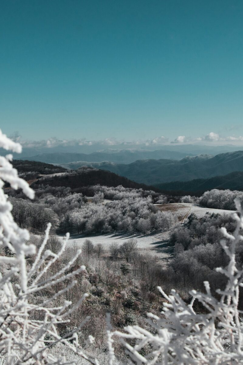 Frost-covered brush and trees on Max Patch in North Carolina, with blue mountain ridges under a clear sky